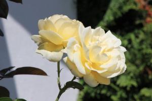 IMG 0504
